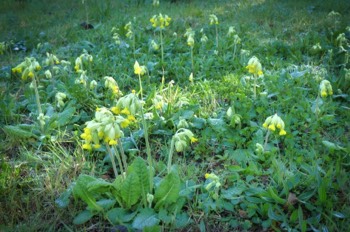  Cowslips (Primula veris) 