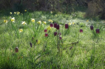  Fritillaries (Fritillaria meleagris) and wild daffodils (Narcissus pseudonarcissus) 