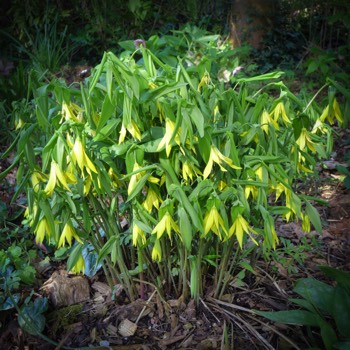  Merrybells (Uvularia grandiflora) 