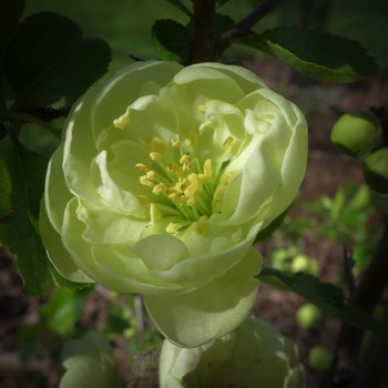  Japanese quince (Chaenomeles speciosa 'Kinshinden') 