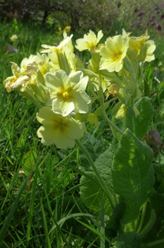  False oxlip - a primrose and cowslip cross 