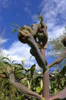  Giant fennel in bud (Ferula communis) 