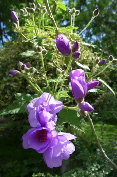  Abutilon vitifolium  