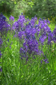  Camassia in the meadow 