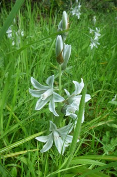 Ornithogalum nutans in the meadow 