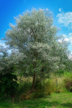  Russian Olive (Eleagnus angustifolia) 