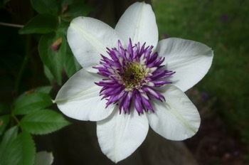   Clematis florida sieboldii 