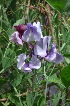 Sweet peas 